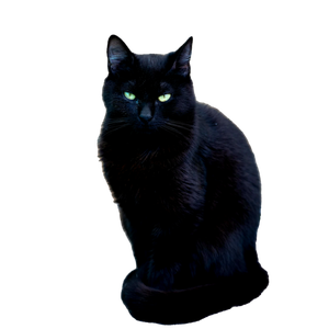Majestic Black Cat With Green Eyes Sitting Calmly Next To A Fence, Showcasing Its Enigmatic Elegance. 14544 - Cat PNG image with transparent background